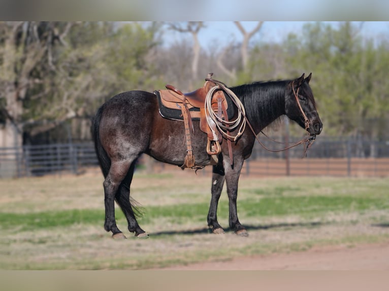 Quarter horse américain Jument 12 Ans 152 cm Rouan Bleu in Canadian