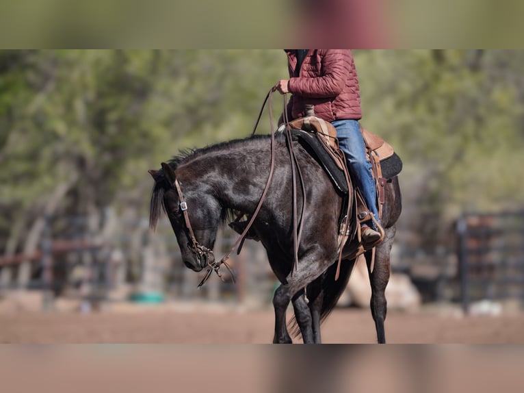 Quarter horse américain Jument 12 Ans 152 cm Rouan Bleu in Canadian