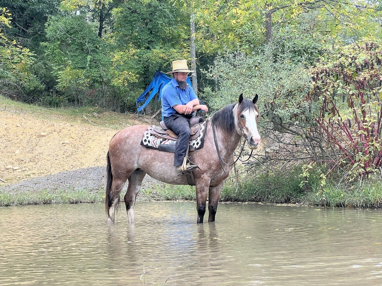 Quarter horse américain Croisé Jument 12 Ans 152 cm Rouan Rouge in Allenwood, PA