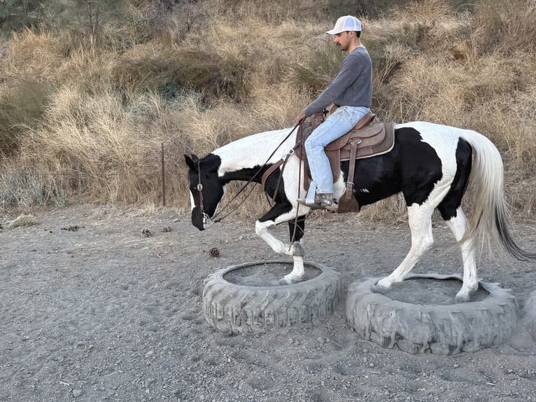 Quarter horse américain Jument 12 Ans 152 cm Tobiano-toutes couleurs in Paicines CA