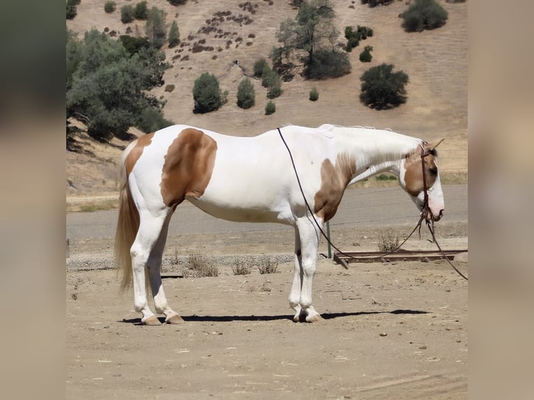 Quarter horse américain Jument 12 Ans 152 cm Tobiano-toutes couleurs in Paicines CA