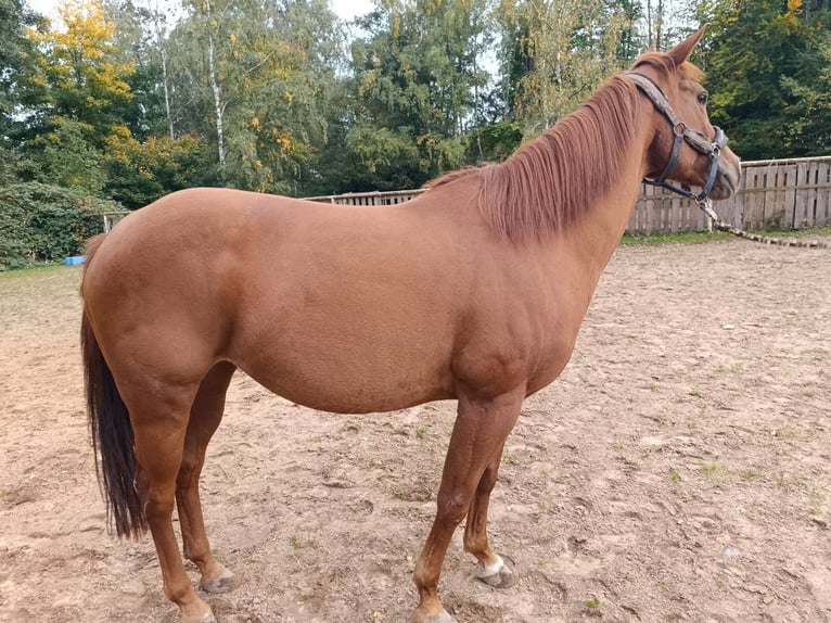 Quarter horse américain Jument 12 Ans 155 cm Alezan in Saarbrücken Quarter horse américain Jument 12 Ans 155 cm Alezan in Saarbrücken