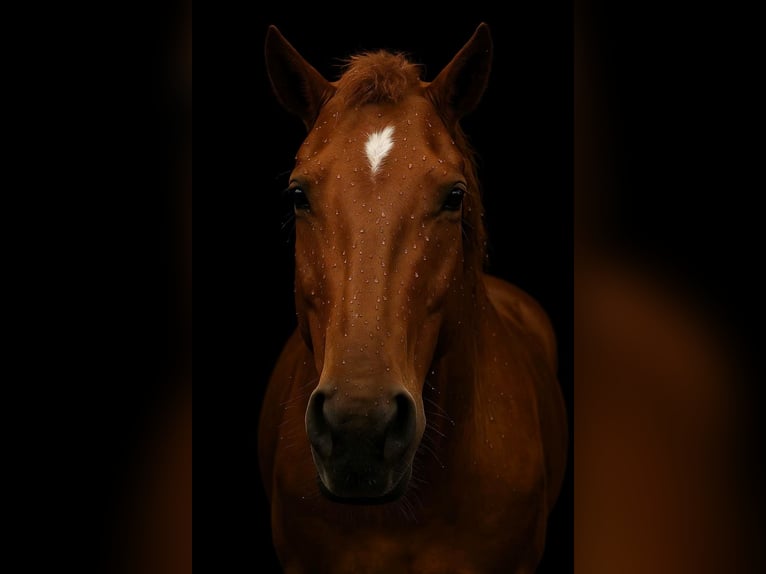 Quarter horse américain Jument 12 Ans 155 cm Alezan in Saarbrücken Quarter horse américain Jument 12 Ans 155 cm Alezan in Saarbrücken