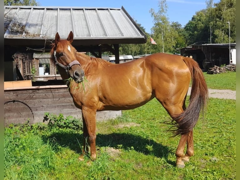Quarter horse américain Jument 12 Ans 155 cm Alezan in Saarbrücken Quarter horse américain Jument 12 Ans 155 cm Alezan in Saarbrücken