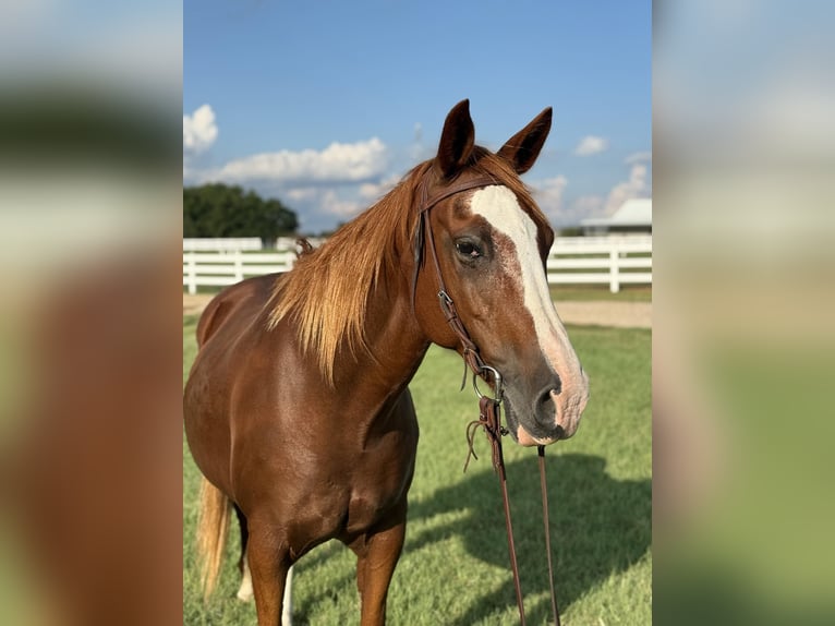 Quarter horse américain Jument 12 Ans 155 cm Alezan cuivré in Whitesboro