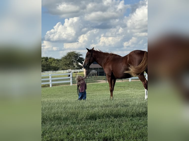 Quarter horse américain Jument 12 Ans 155 cm Alezan cuivré in Whitesboro