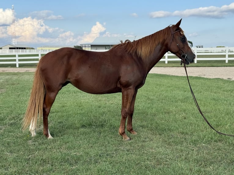 Quarter horse américain Jument 12 Ans 155 cm Alezan cuivré in Whitesboro