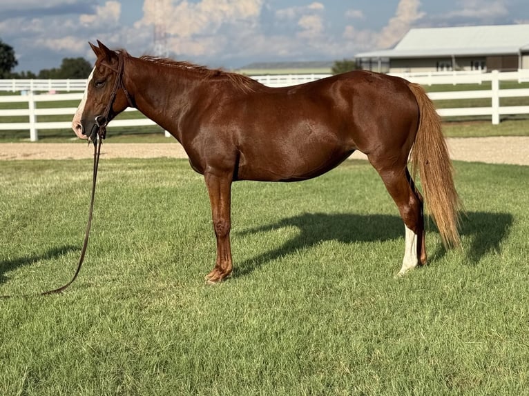 Quarter horse américain Jument 12 Ans 155 cm Alezan cuivré in Whitesboro