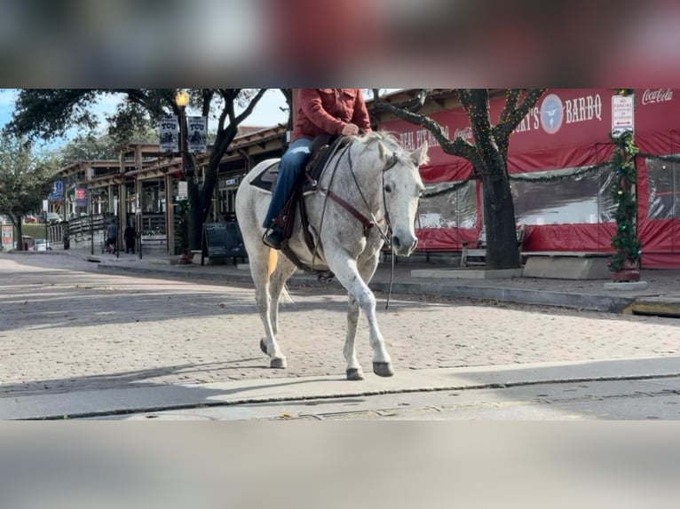 Quarter horse américain Jument 12 Ans 155 cm Gris in Weatherford TX