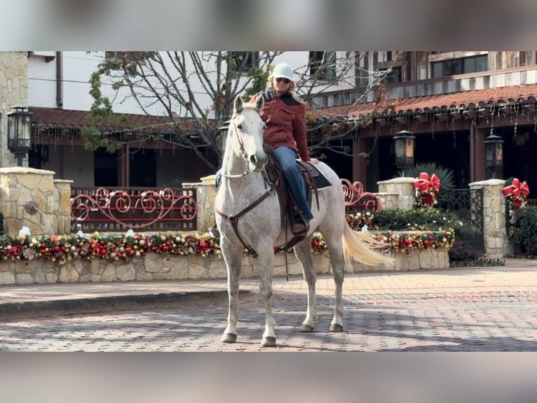 Quarter horse américain Jument 12 Ans 155 cm Gris in Weatherford TX