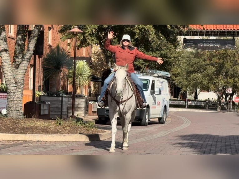 Quarter horse américain Jument 12 Ans 155 cm Gris in Weatherford TX