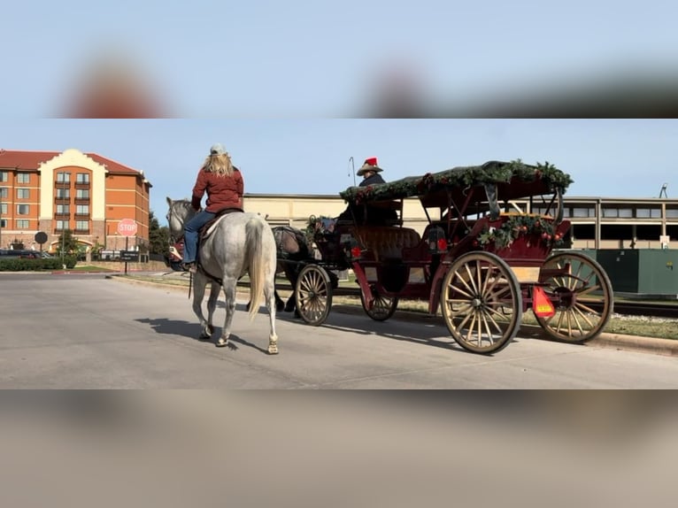 Quarter horse américain Jument 12 Ans 155 cm Gris in Weatherford TX