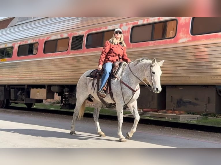 Quarter horse américain Jument 12 Ans 155 cm Gris in Weatherford TX