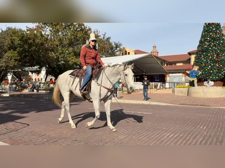 Quarter horse américain Jument 12 Ans 155 cm Gris in Weatherford TX