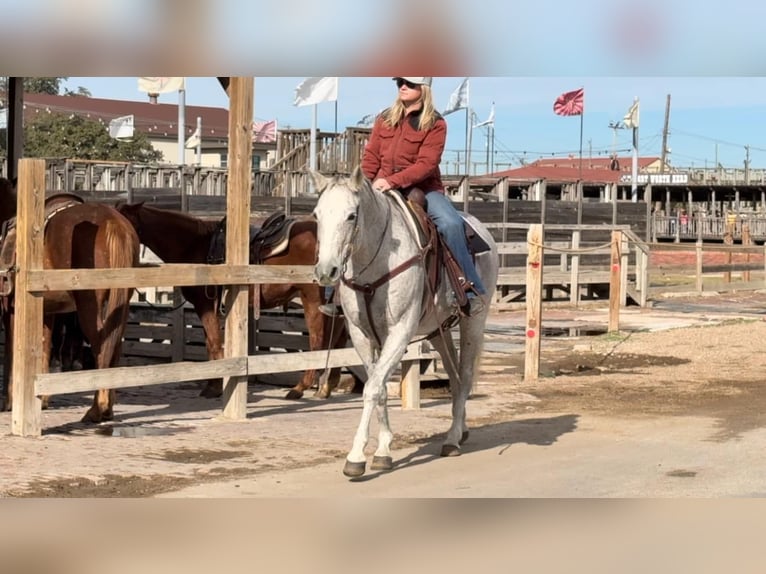 Quarter horse américain Jument 12 Ans 155 cm Gris in Weatherford TX