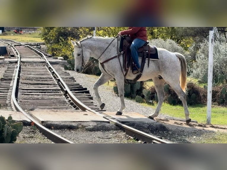 Quarter horse américain Jument 12 Ans 155 cm Gris in Weatherford TX