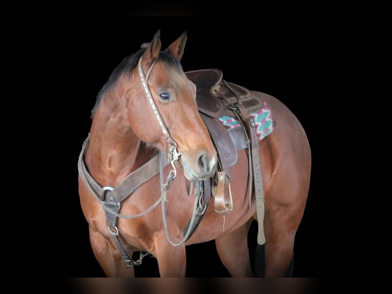 Quarter horse américain Jument 12 Ans 157 cm Bai cerise in Clarion