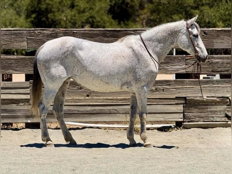 Quarter horse américain Jument 12 Ans 157 cm Gris in King City