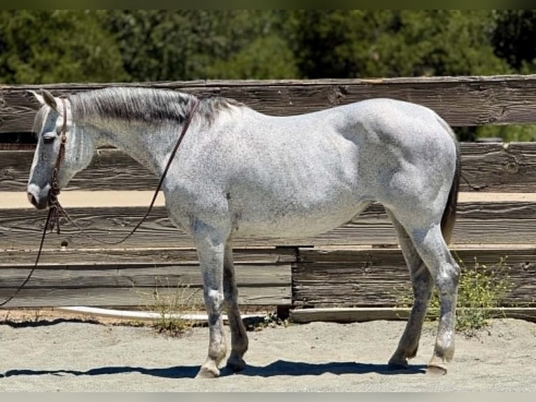 Quarter horse américain Jument 12 Ans 157 cm Gris in King City