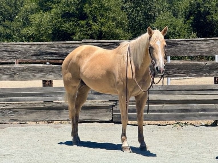 Quarter horse américain Jument 12 Ans 157 cm Palomino in King City