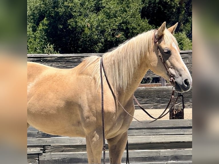 Quarter horse américain Jument 12 Ans 157 cm Palomino in King City