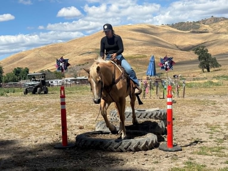 Quarter horse américain Jument 12 Ans 157 cm Palomino in King City