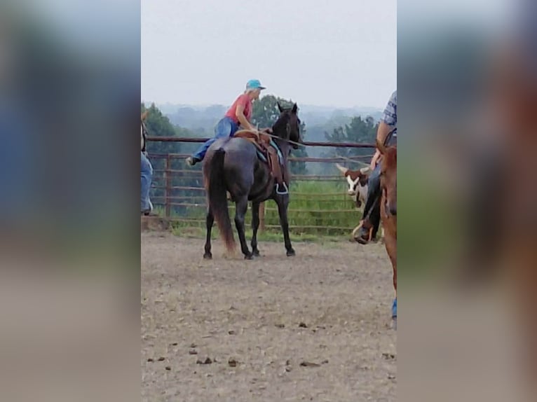 Quarter horse américain Jument 12 Ans 157 cm Roan-Bay in Spickard