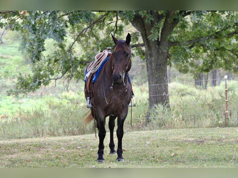 Quarter horse américain Jument 12 Ans 157 cm Roan-Bay in Spickard