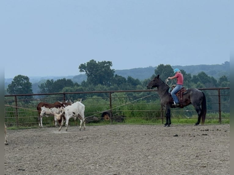 Quarter horse américain Jument 12 Ans 157 cm Roan-Bay in Spickard