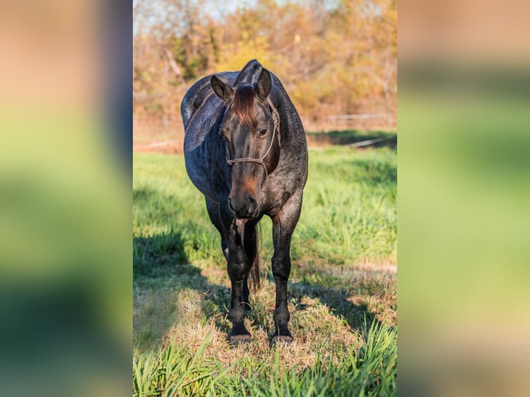 Quarter horse américain Jument 12 Ans 157 cm Roan-Bay in Spickard