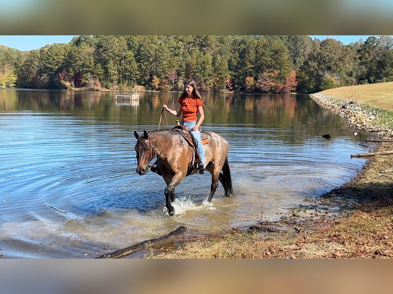 Quarter horse américain Jument 12 Ans 157 cm Roan-Bay in Clover