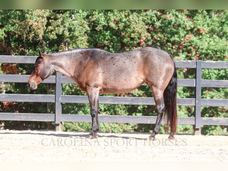 Quarter horse américain Jument 12 Ans 157 cm Roan-Bay in Clover