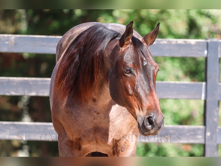 Quarter horse américain Jument 12 Ans 157 cm Roan-Bay in Clover