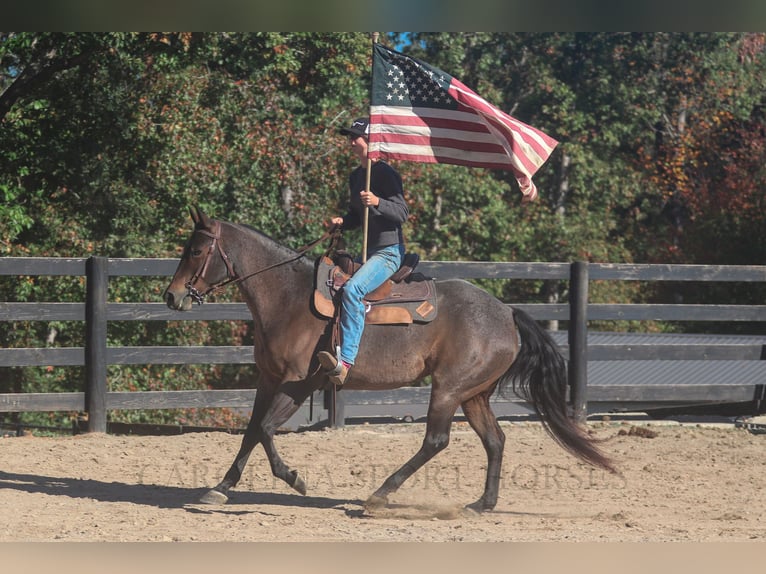 Quarter horse américain Jument 12 Ans 157 cm Roan-Bay in Clover