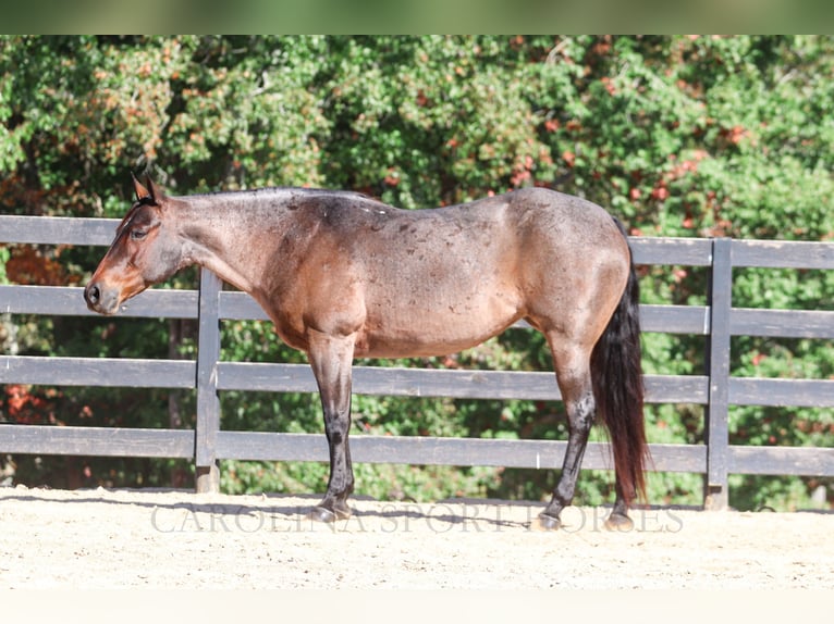 Quarter horse américain Jument 12 Ans 157 cm Roan-Bay in Clover