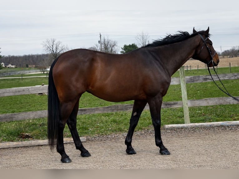 Quarter horse américain Jument 12 Ans 163 cm Bai cerise in Canal Winchester