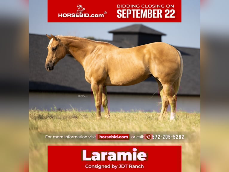 Quarter horse américain Jument 12 Ans 165 cm Palomino in Crescent