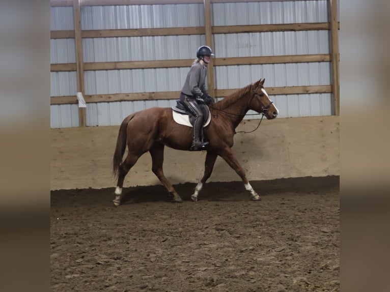Quarter horse américain Croisé Jument 12 Ans 175 cm Alezan brûlé in Howell