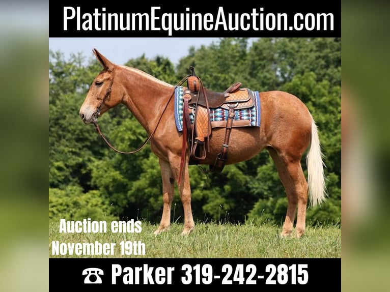 Quarter horse américain Jument 12 Ans Alezan brûlé in Somerset Ky