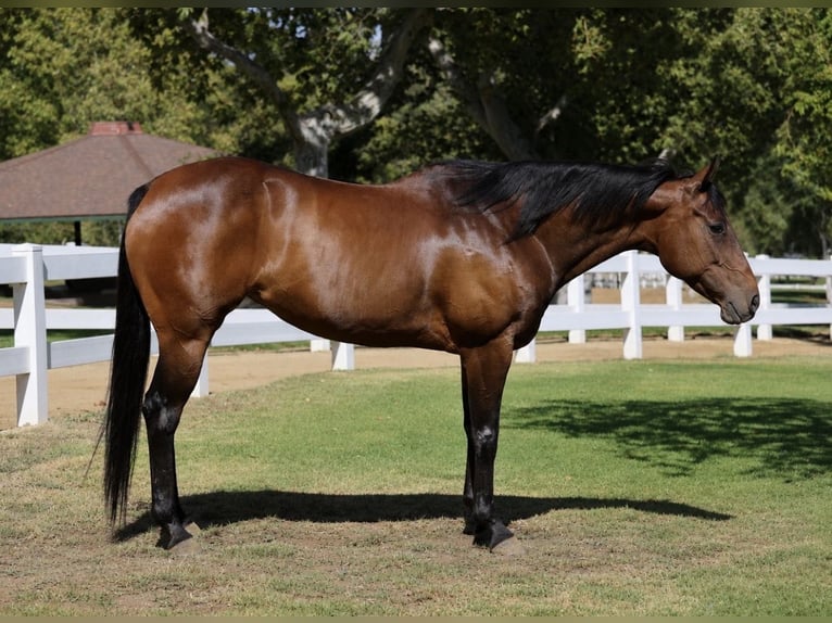 Quarter horse américain Jument 12 Ans Bai cerise in Norco