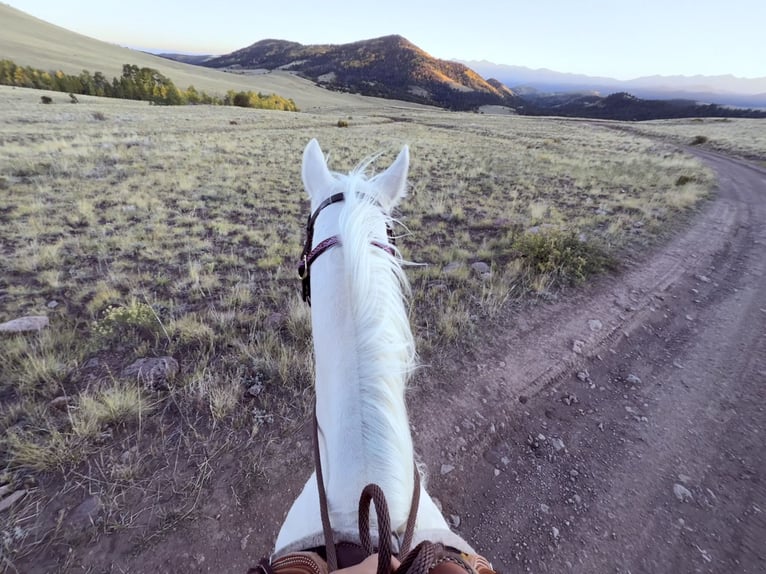 Quarter horse américain Jument 12 Ans Blanc in Cotopaxi