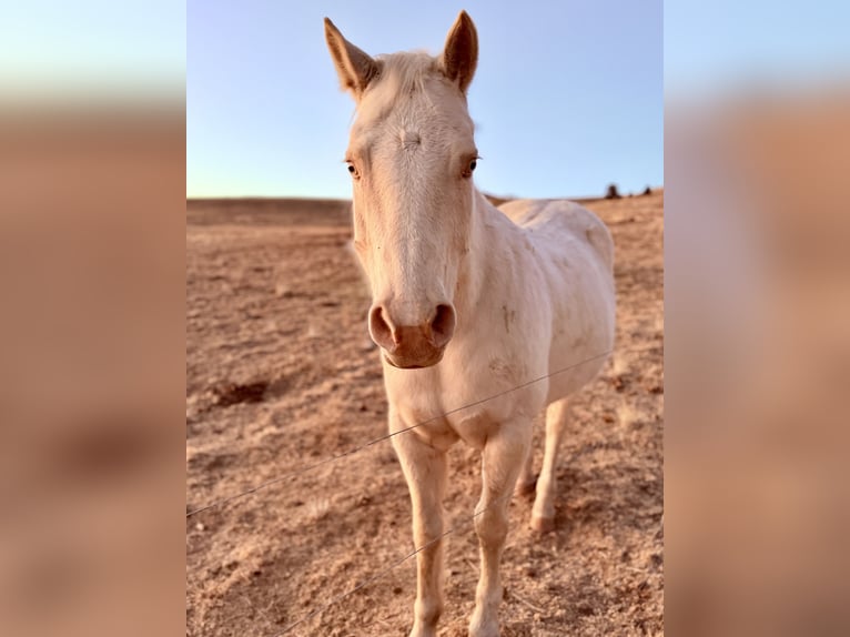 Quarter horse américain Jument 12 Ans Blanc in Cotopaxi