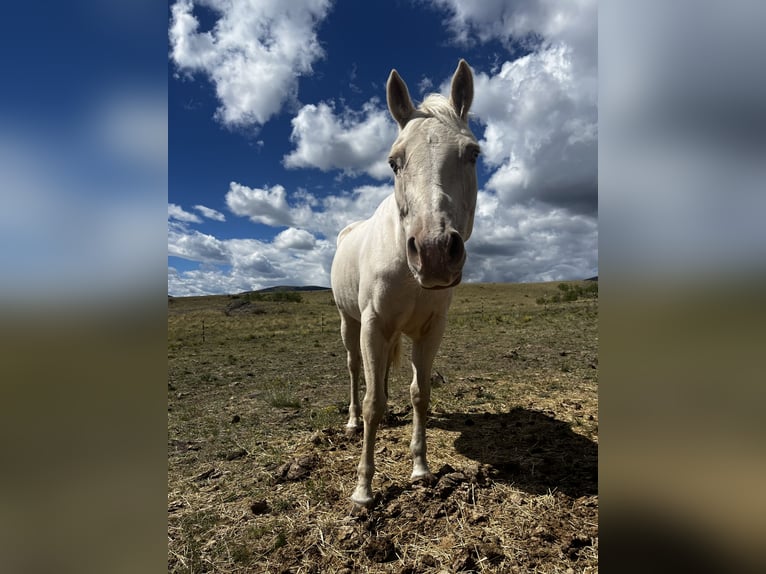 Quarter horse américain Jument 12 Ans Blanc in Cotopaxi