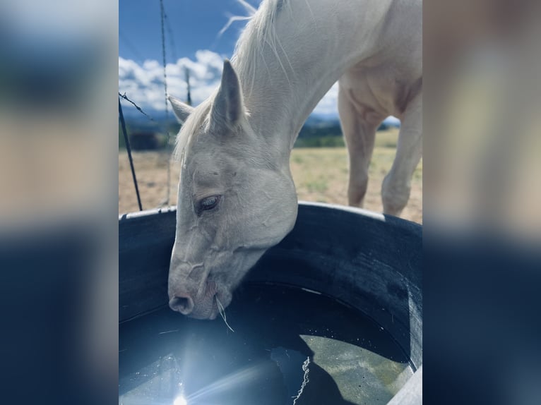Quarter horse américain Jument 12 Ans Blanc in Cotopaxi