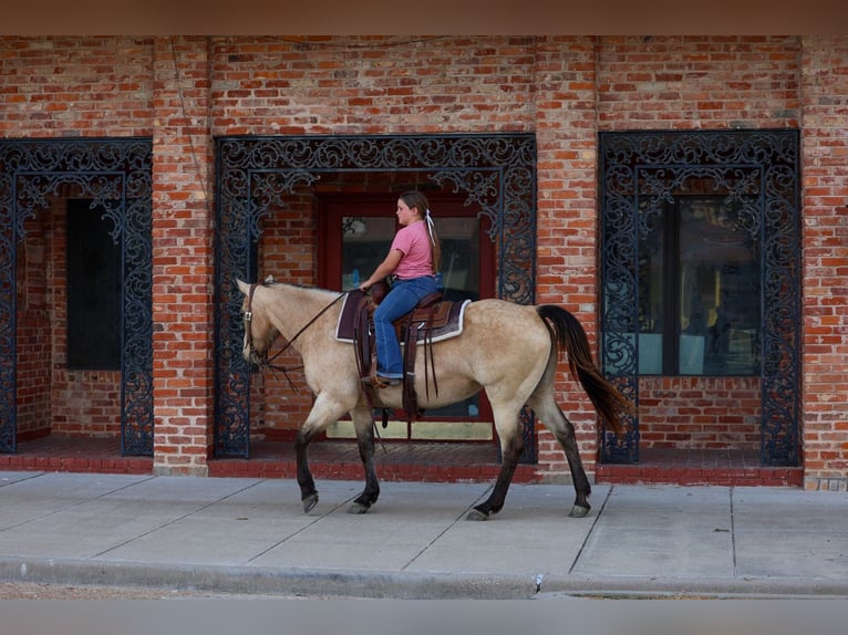 Quarter horse américain Jument 12 Ans Buckskin in Forney