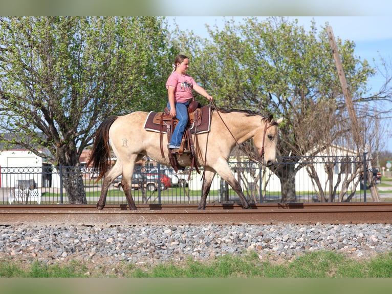 Quarter horse américain Jument 12 Ans Buckskin in Forney