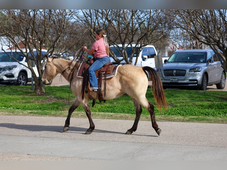 Quarter horse américain Jument 12 Ans Buckskin in Forney