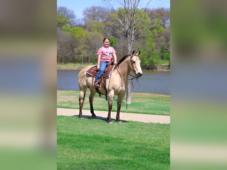 Quarter horse américain Jument 12 Ans Buckskin in Forney