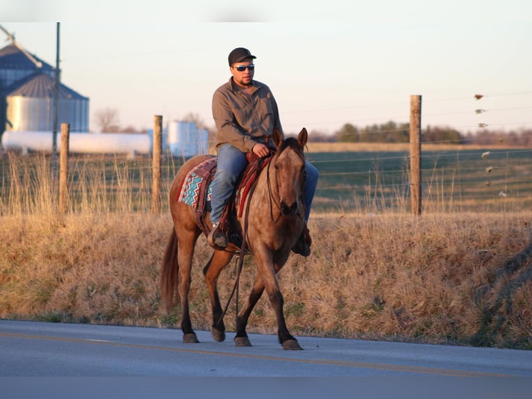 Quarter horse américain Jument 12 Ans Buckskin in Sanora KY