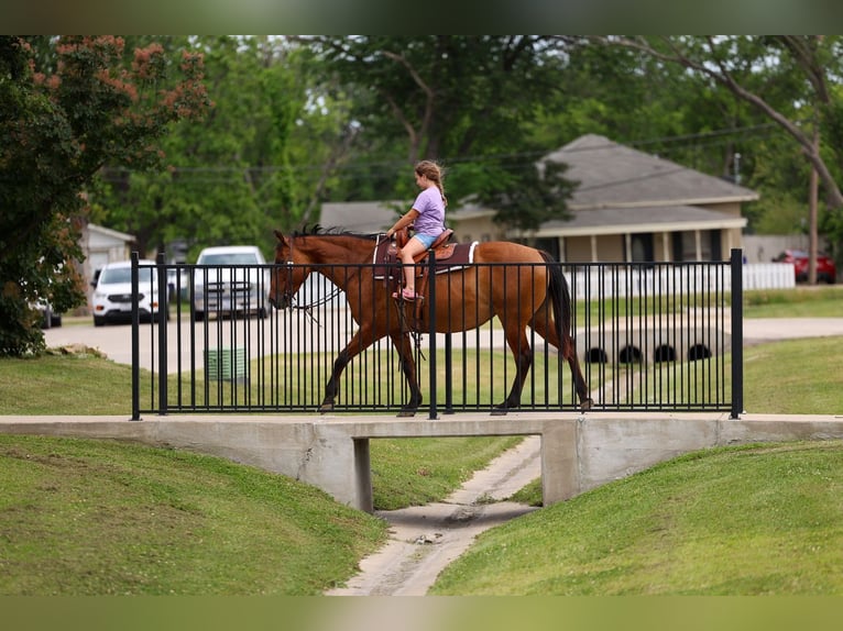 Quarter horse américain Jument 12 Ans Isabelle in Forney